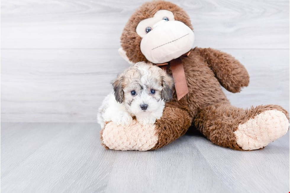 Maltipoo Pup Being Cute