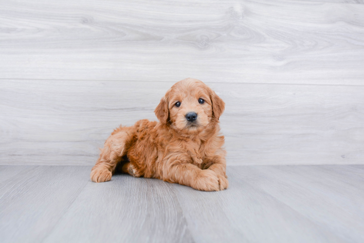 Small Mini Goldendoodle Baby