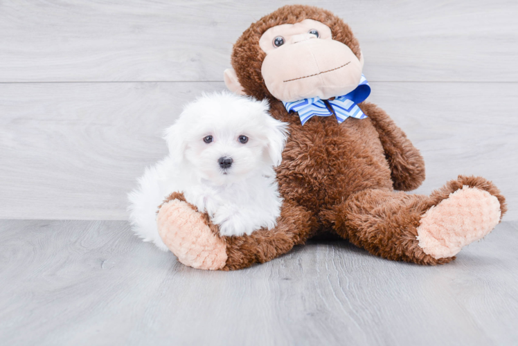 Maltese Pup Being Cute