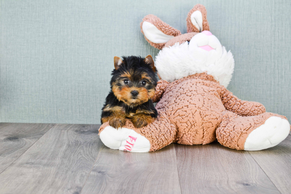 Meet Giselle - our Yorkshire Terrier Puppy Photo 