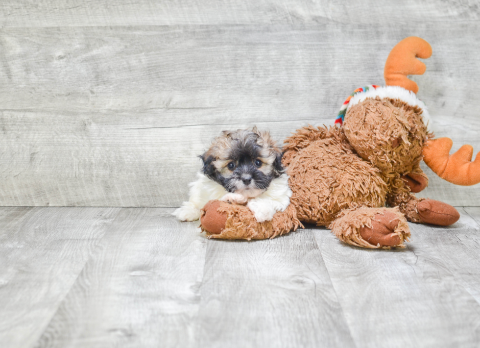 Havanese Puppy for Adoption