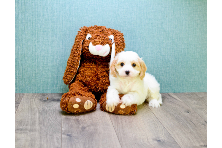 Best Cavachon Baby