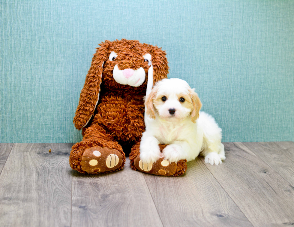 Best Cavachon Baby