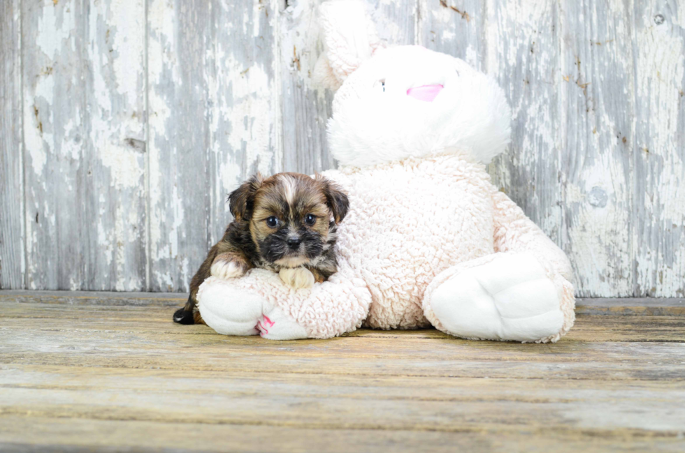 Best Shorkie Baby