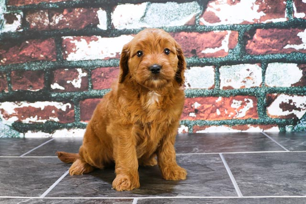 Playful Golden Retriever Poodle Mix Puppy