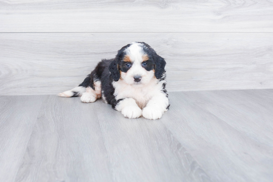 Playful Mini Berniedoodle Poodle Mix Puppy