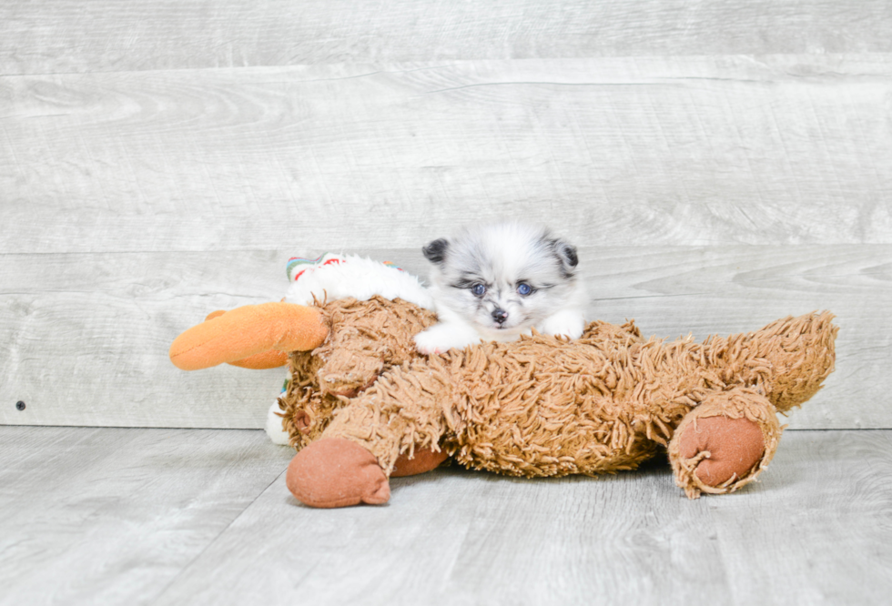 Akc Registered Pomeranian Baby