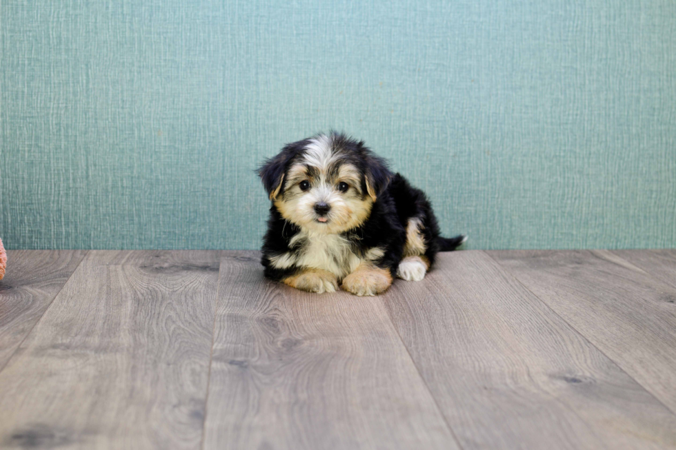 Morkie Pup Being Cute