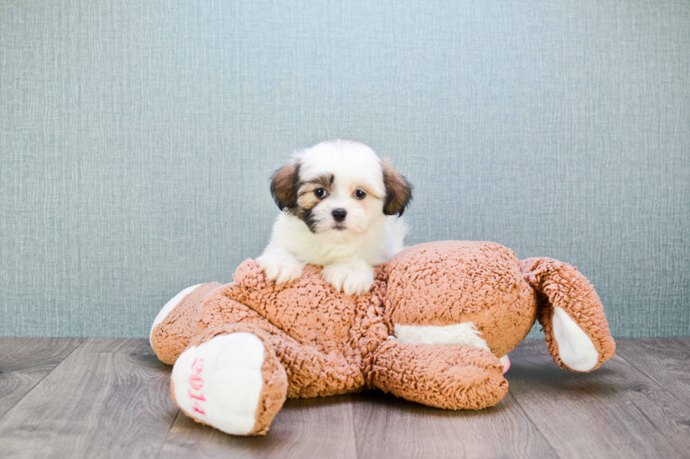 Teddy Bear Pup Being Cute