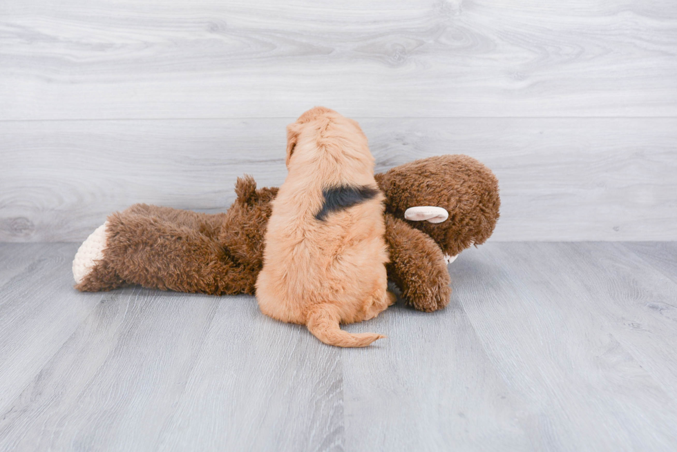 Best Mini Goldendoodle Baby