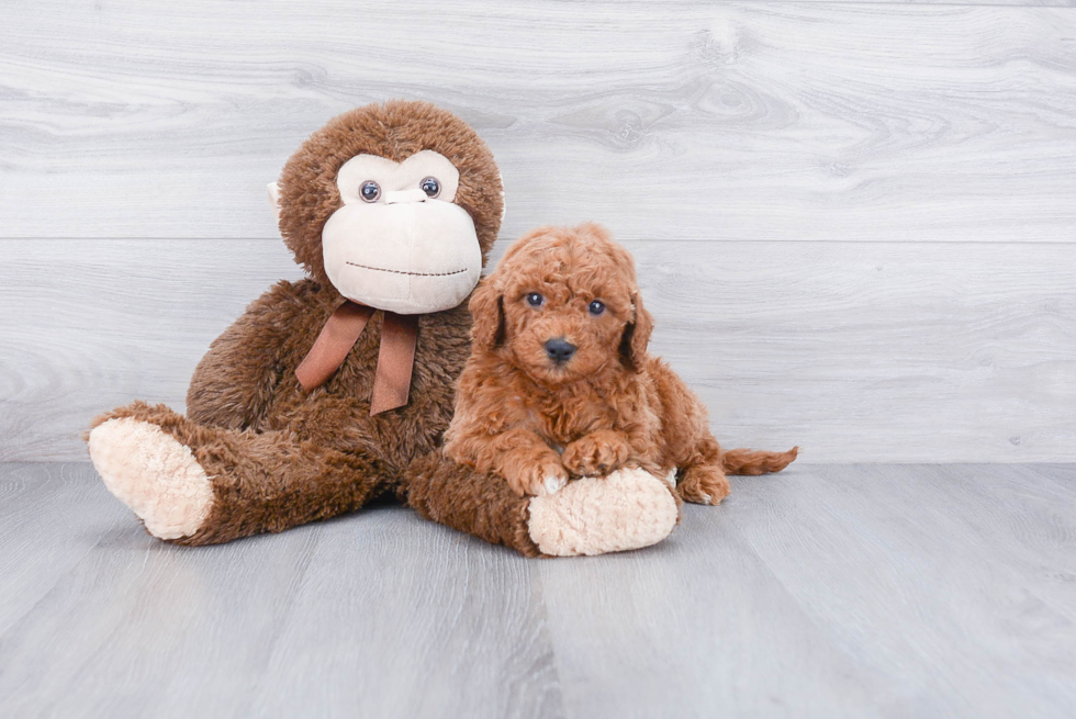 Mini Goldendoodle Pup Being Cute