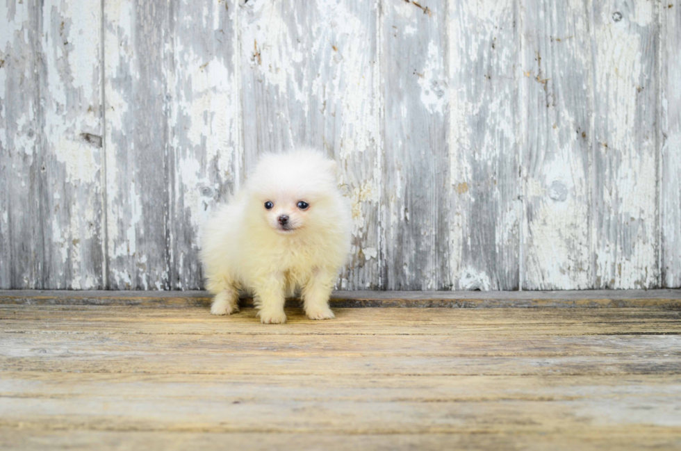 Pomeranian Pup Being Cute