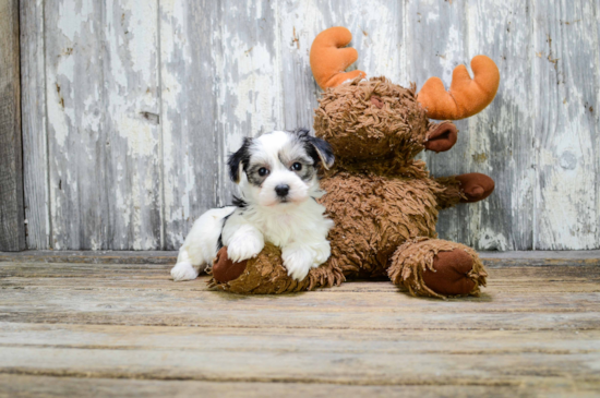 Smart Morkie Designer Pup