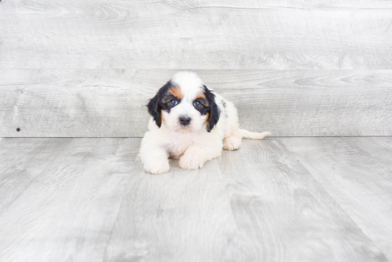 Smart Mini Bernedoodle Poodle Mix Pup