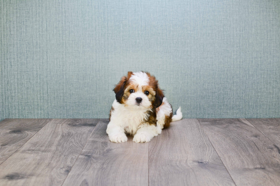 Cavachon Puppy for Adoption