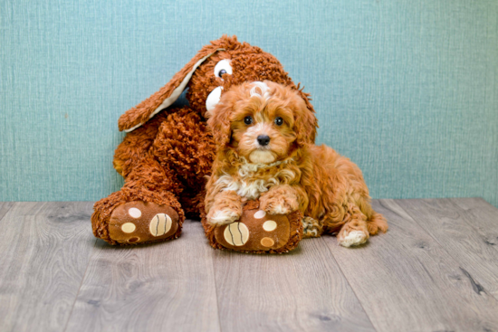 Sweet Cavapoo Baby