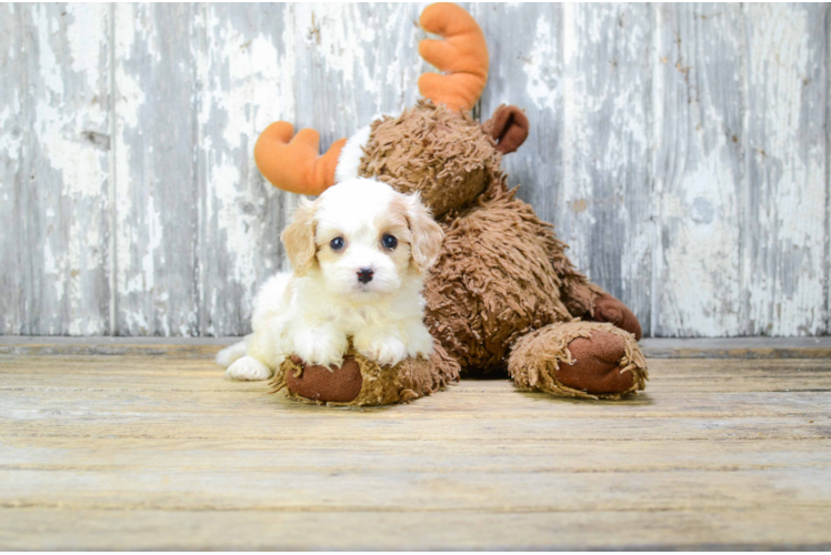 Popular Cavapoo Poodle Mix Pup