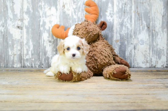 Popular Cavapoo Poodle Mix Pup