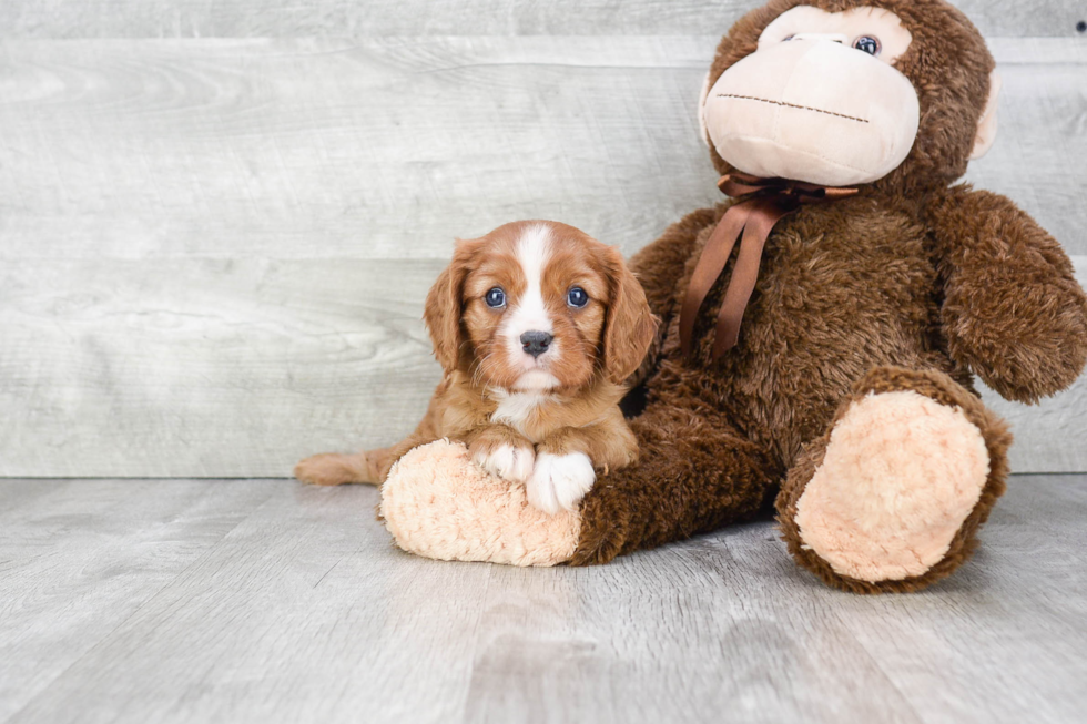 Cavalier King Charles Spaniel Puppy for Adoption