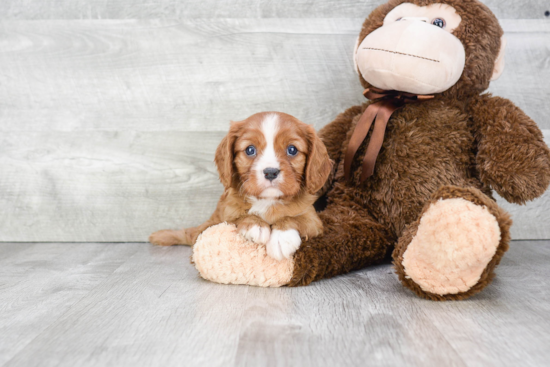 Cavalier King Charles Spaniel Puppy for Adoption