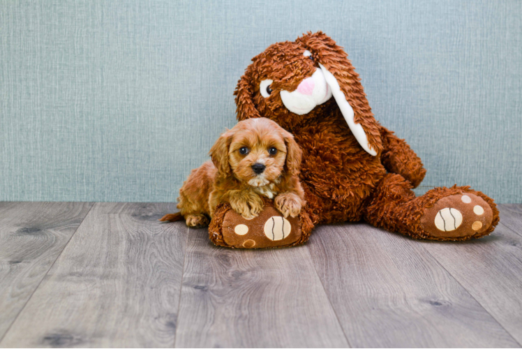 Small Cavapoo Baby