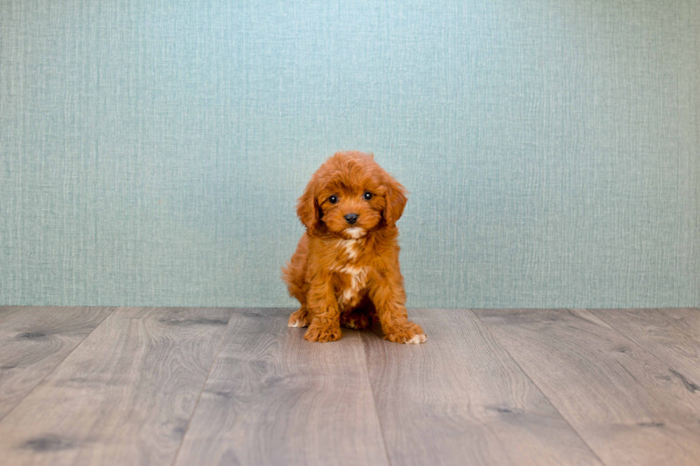 Best Cavapoo Baby