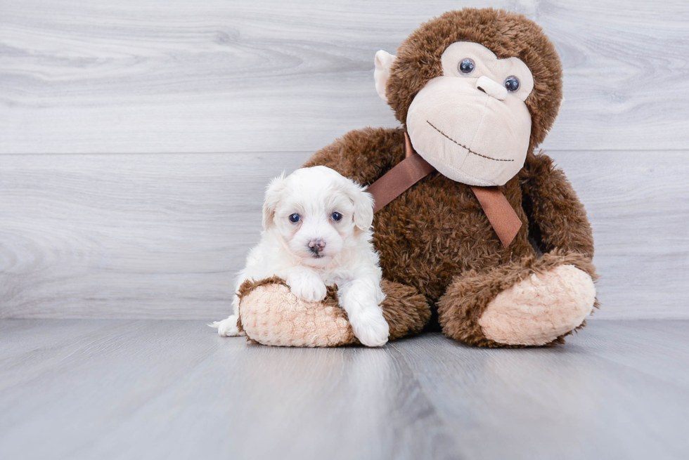 Best Maltipoo Baby