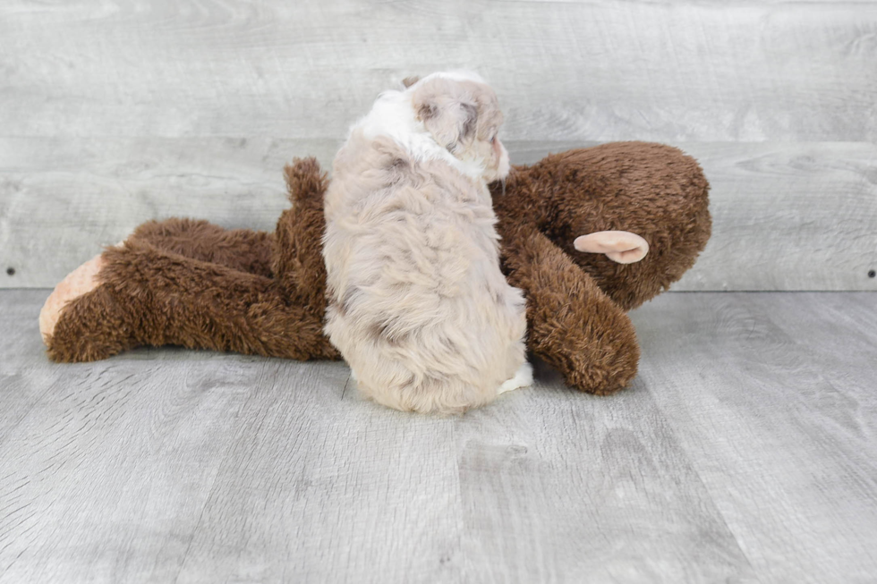 Mini Aussiedoodle Pup Being Cute