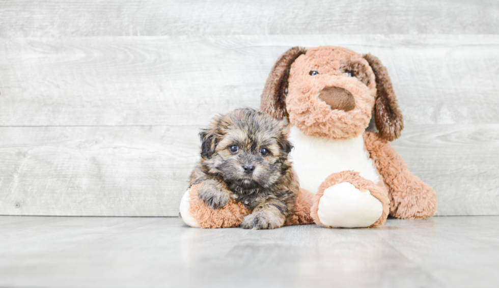 Teddy Bear Pup Being Cute