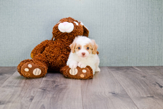 Cavapoo Puppy for Adoption