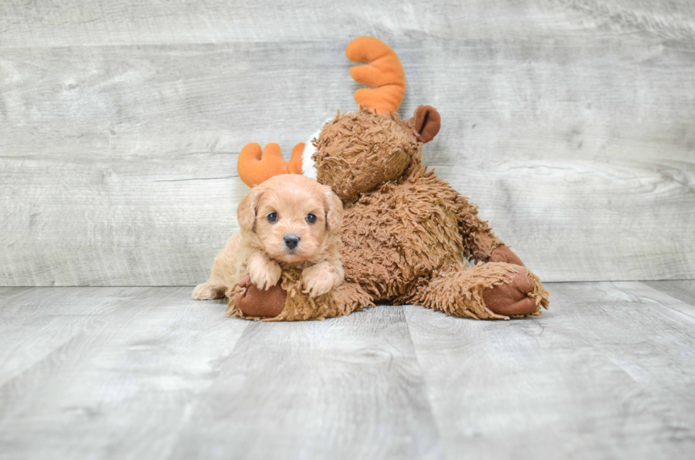 Best Cavapoo Baby