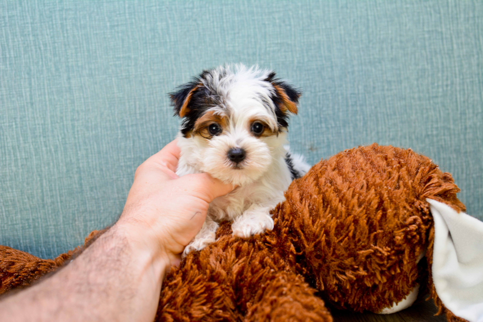 Meet Diddy - our Yorkshire Terrier Puppy Photo 