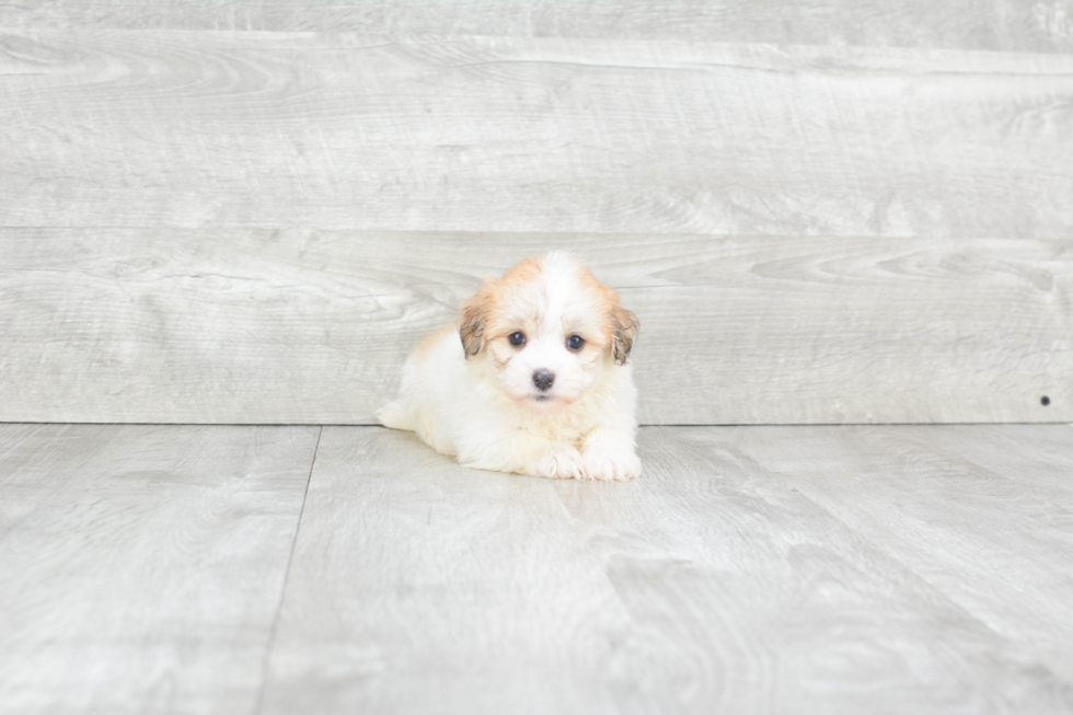 Friendly Havanese Purebred Pup