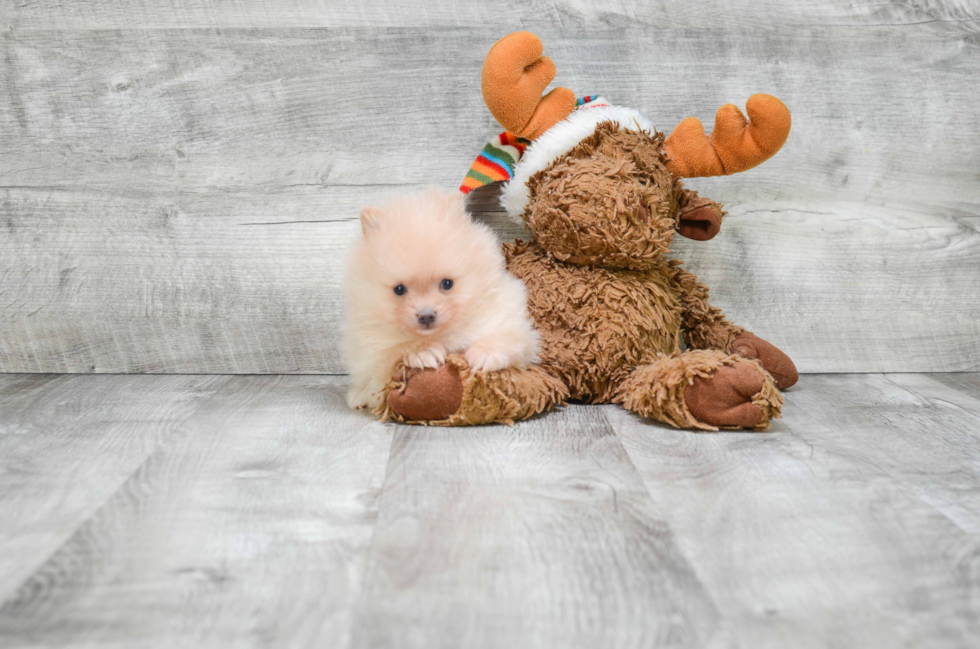 Pomeranian Puppy for Adoption