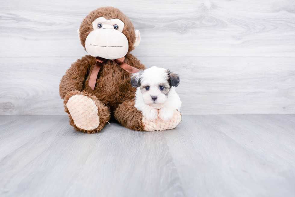 Happy Teddy Bear Baby