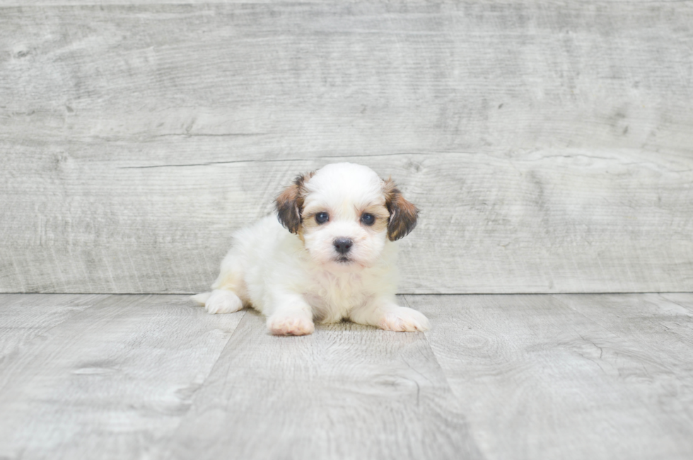 Teddy Bear Pup Being Cute