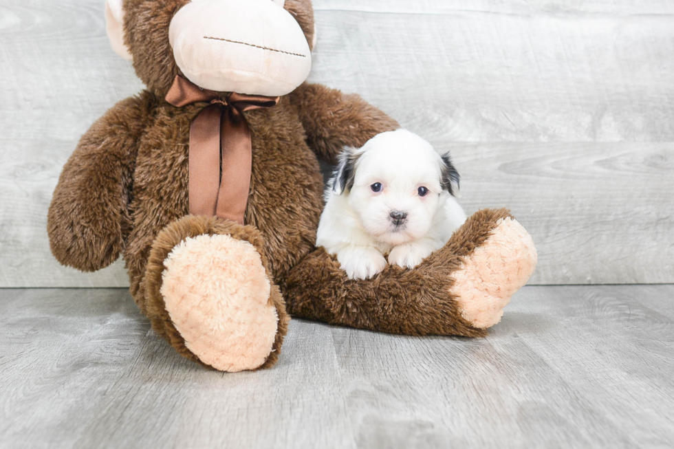 Little Havanese Baby