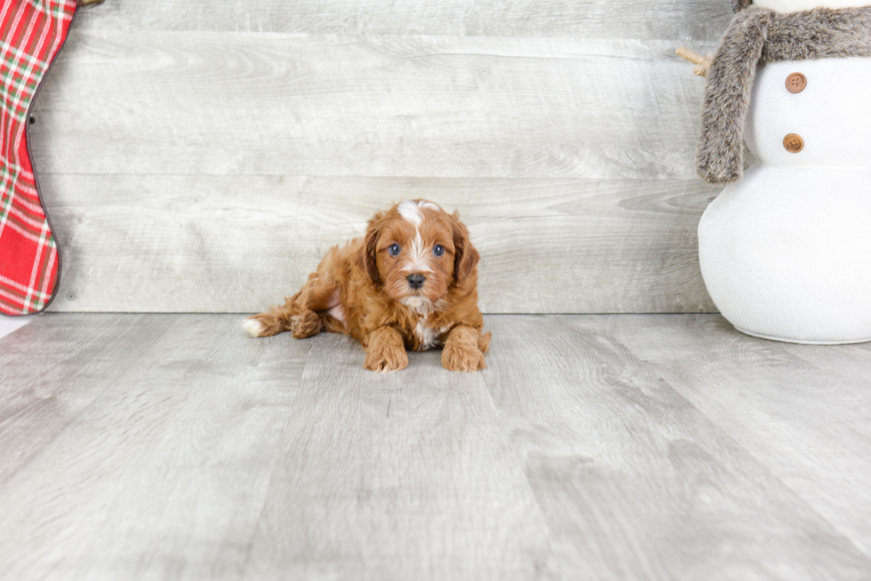 Cavapoo Pup Being Cute