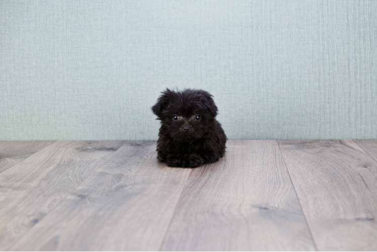 Popular Yorkie Poo Poodle Mix Pup