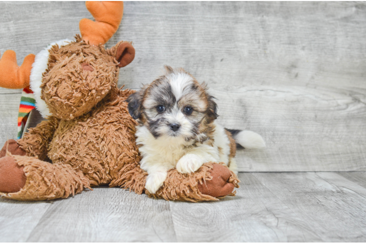 Friendly Teddy Bear Baby