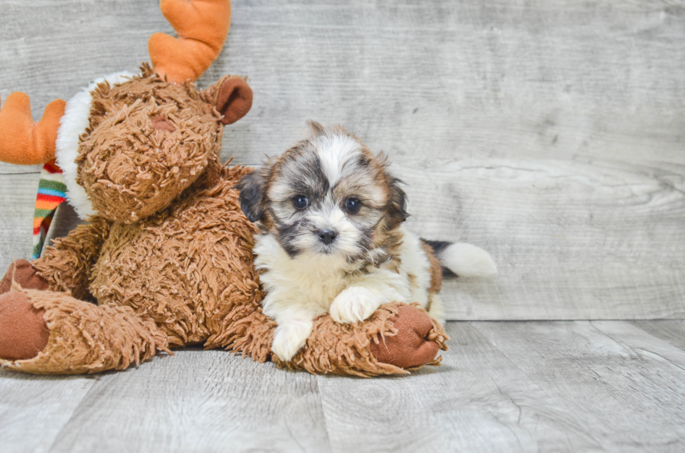 Friendly Teddy Bear Baby