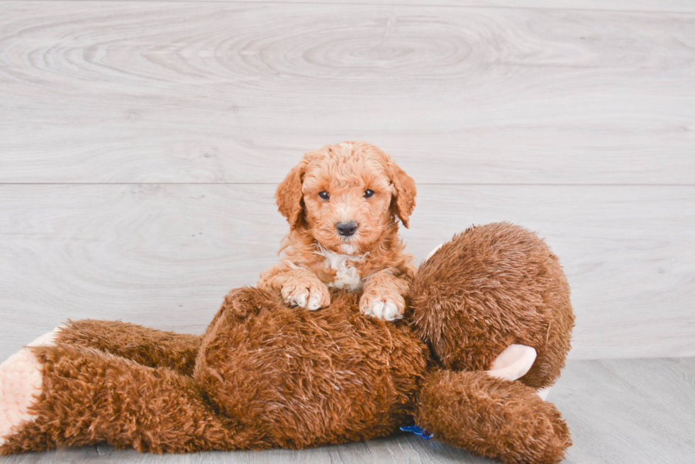 Mini Goldendoodle Puppy for Adoption