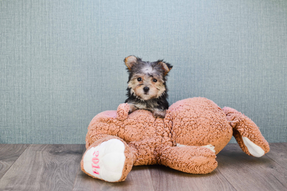 Petite Morkie Designer Pup