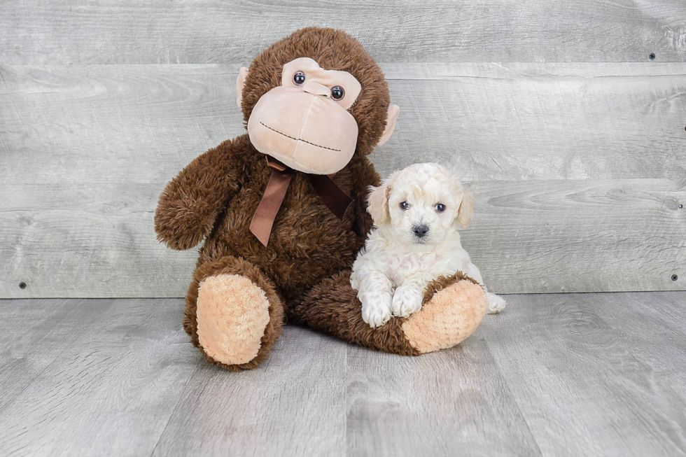 Small Maltipoo Baby