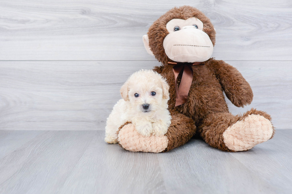 Small Maltipoo Baby