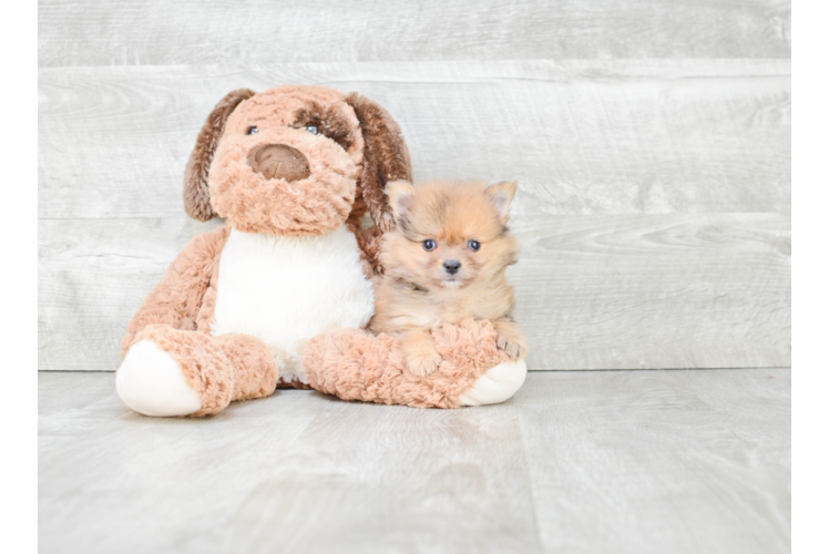 Fluffy Pomeranian Purebred Puppy