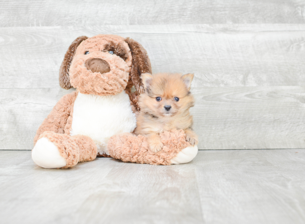 Fluffy Pomeranian Purebred Puppy