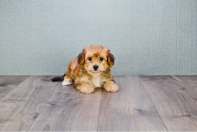 Best Morkie Baby