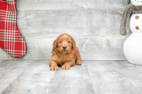 Best Mini Goldendoodle Baby