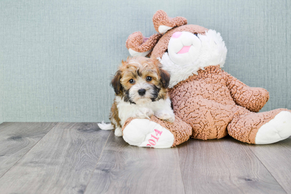 Havanese Pup Being Cute